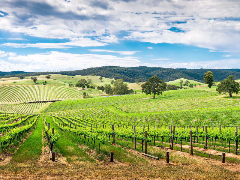 Wine valley in Barossa