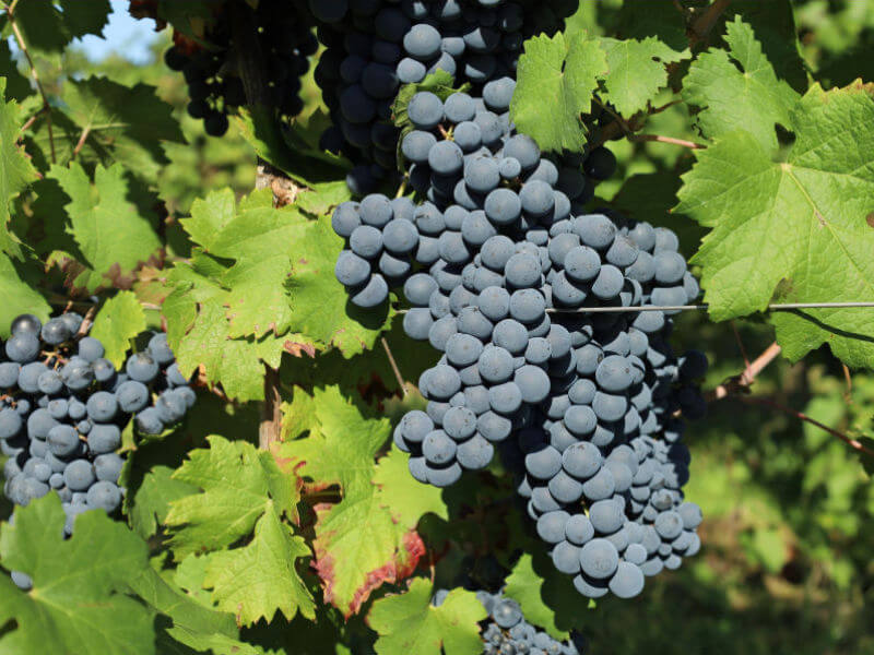 Cabernet Franc grapes on the vine