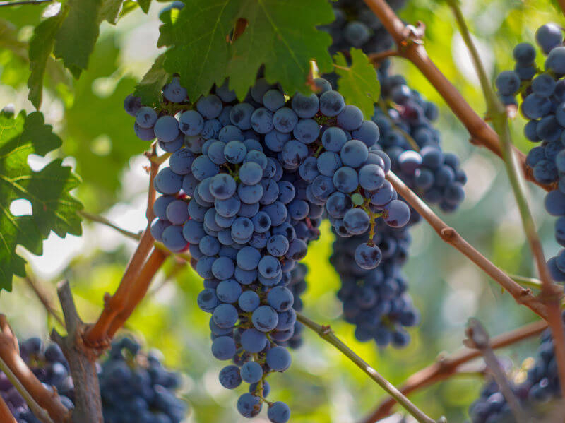 Cabernet Sauvignon grapes on the vine