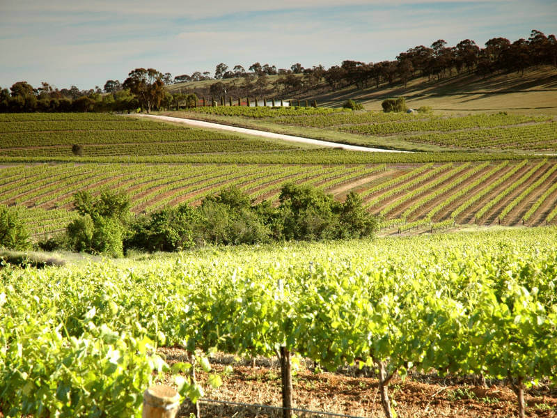 Clare Valley - view of vineyards