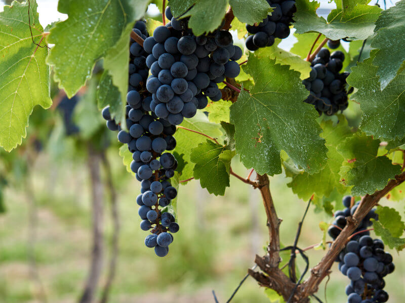malbec grape variety