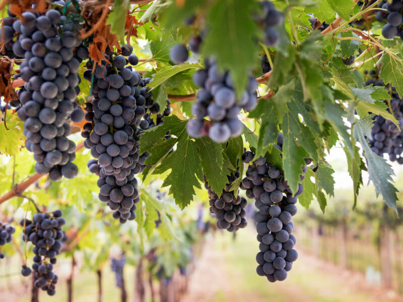 Ripe black Mataro grapes hanging from the vine in a vineyard