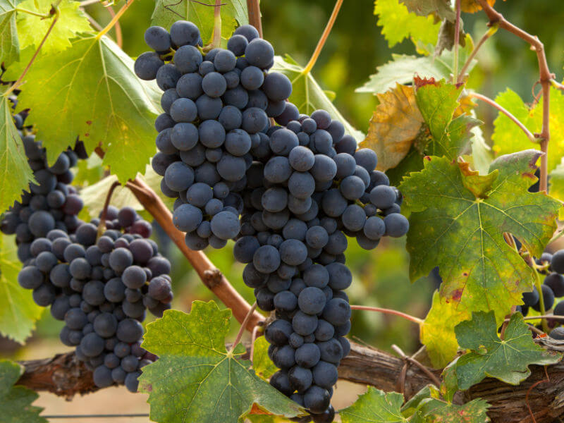 Montepulciano grapes on the vine