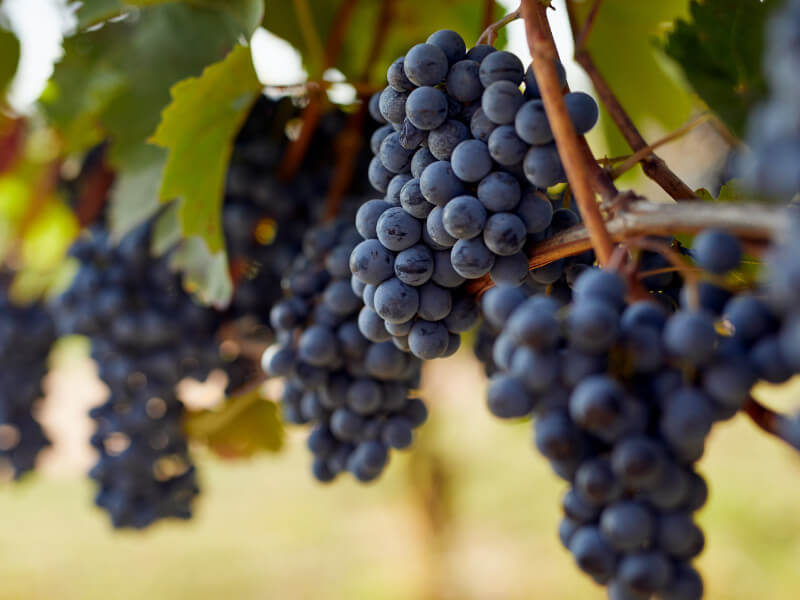 Petit Verdot grapes on the vine