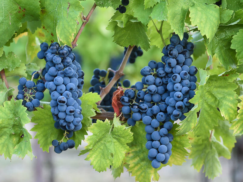 Sagrantino grape variety