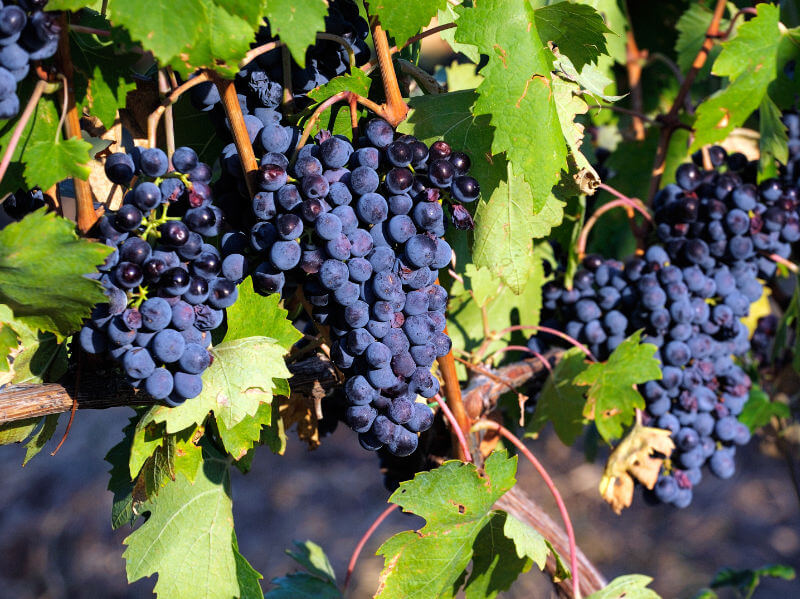 Sangiovese grapes on the vine.