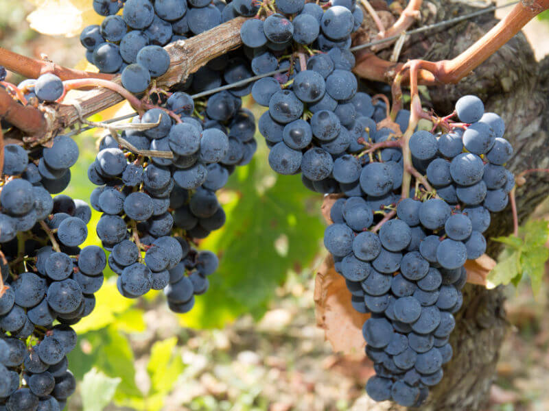 Shiraz grape variety on vine