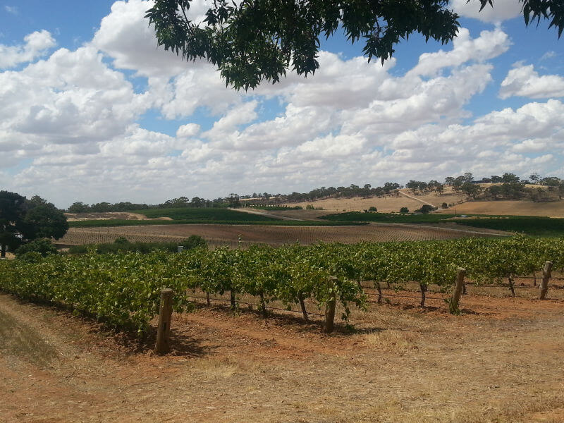 Vineyard in South Australia wine region