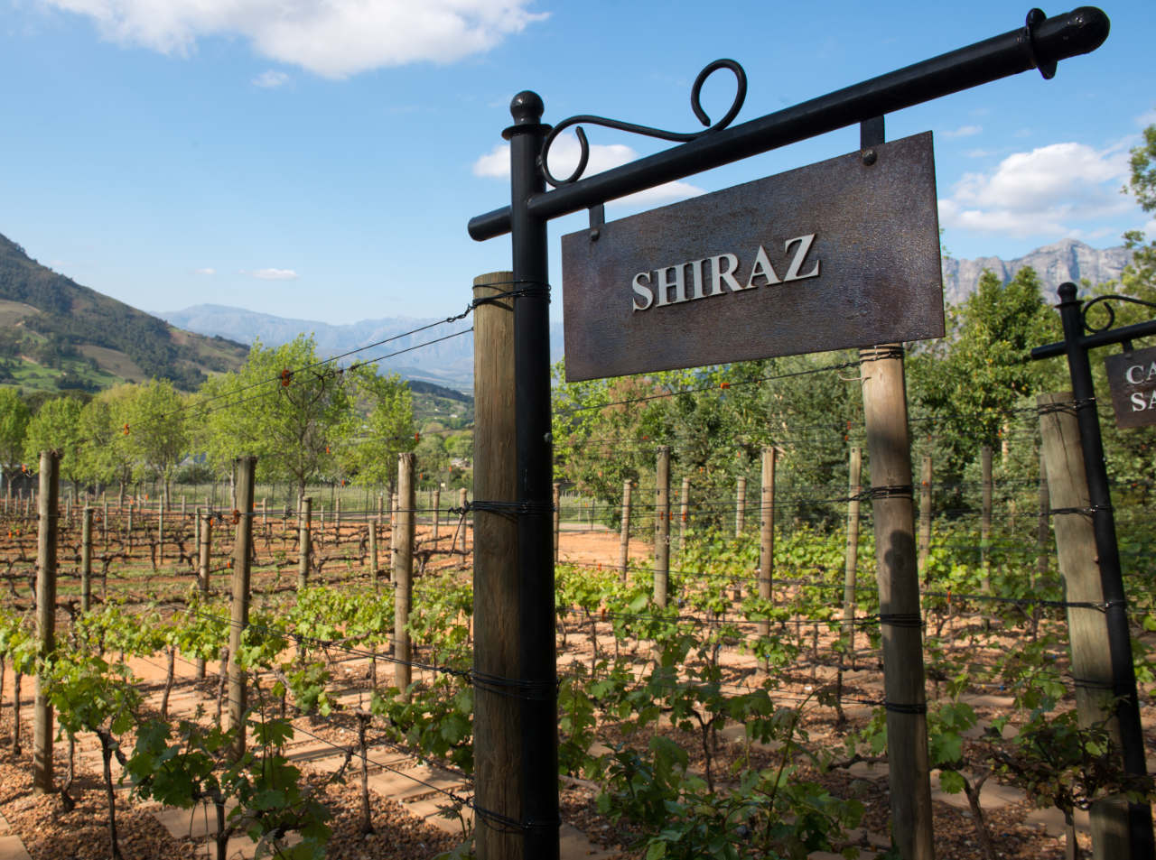 vineyard with a sign depicting the word "Shiraz"